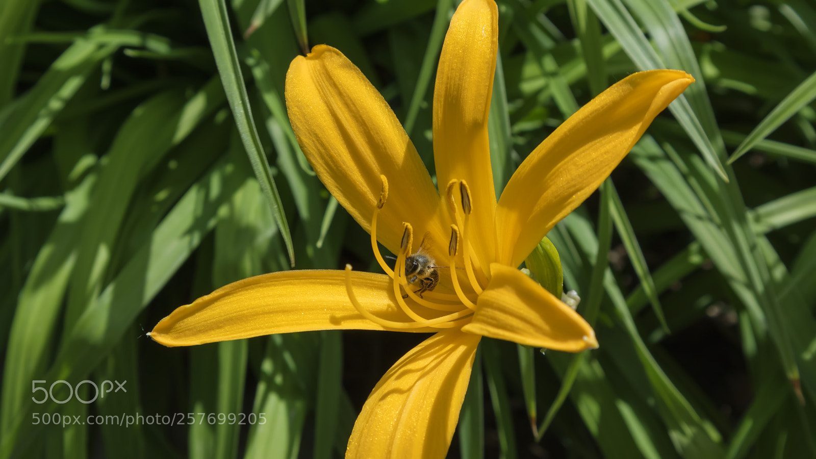 Canon EOS M3 sample photo. Spring flower photography