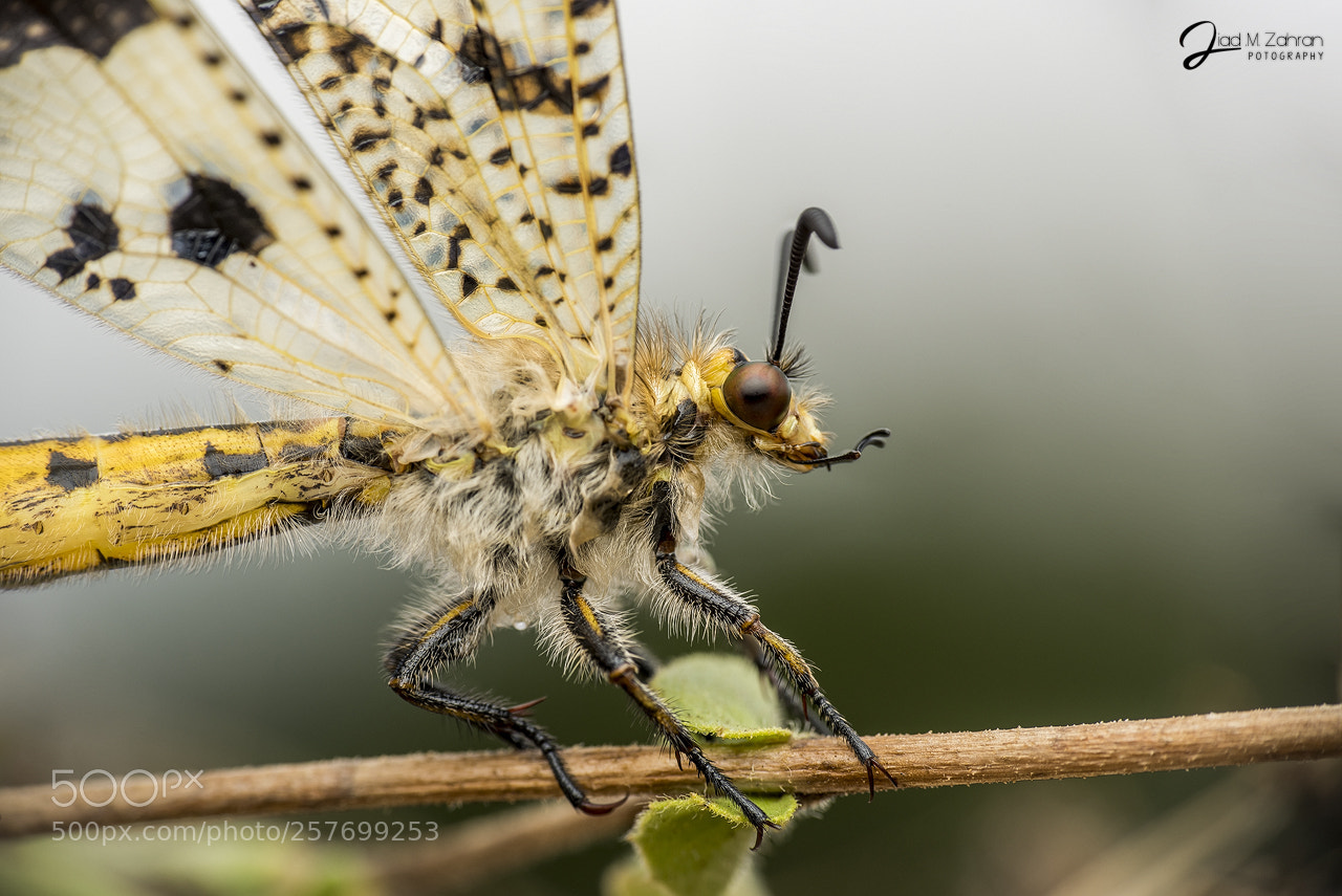 Nikon D810 sample photo. Zza photography