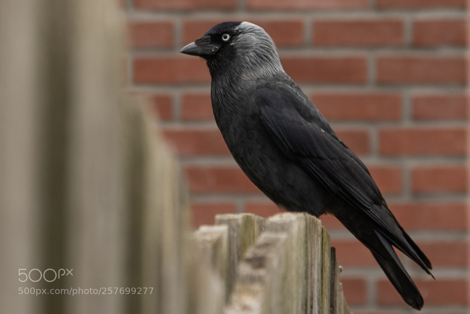 Nikon D750 sample photo. Bird photography