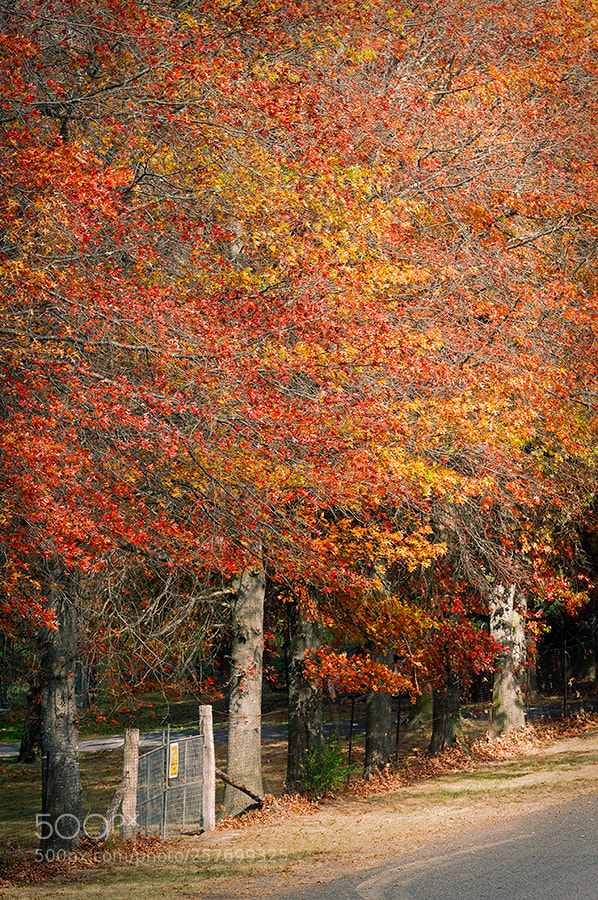 Nikon D300S sample photo. Autumn leaves at tenterfield photography