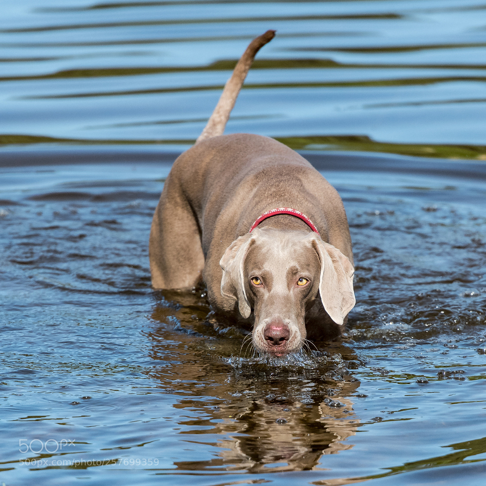 Nikon D850 sample photo. Thirsty work photography