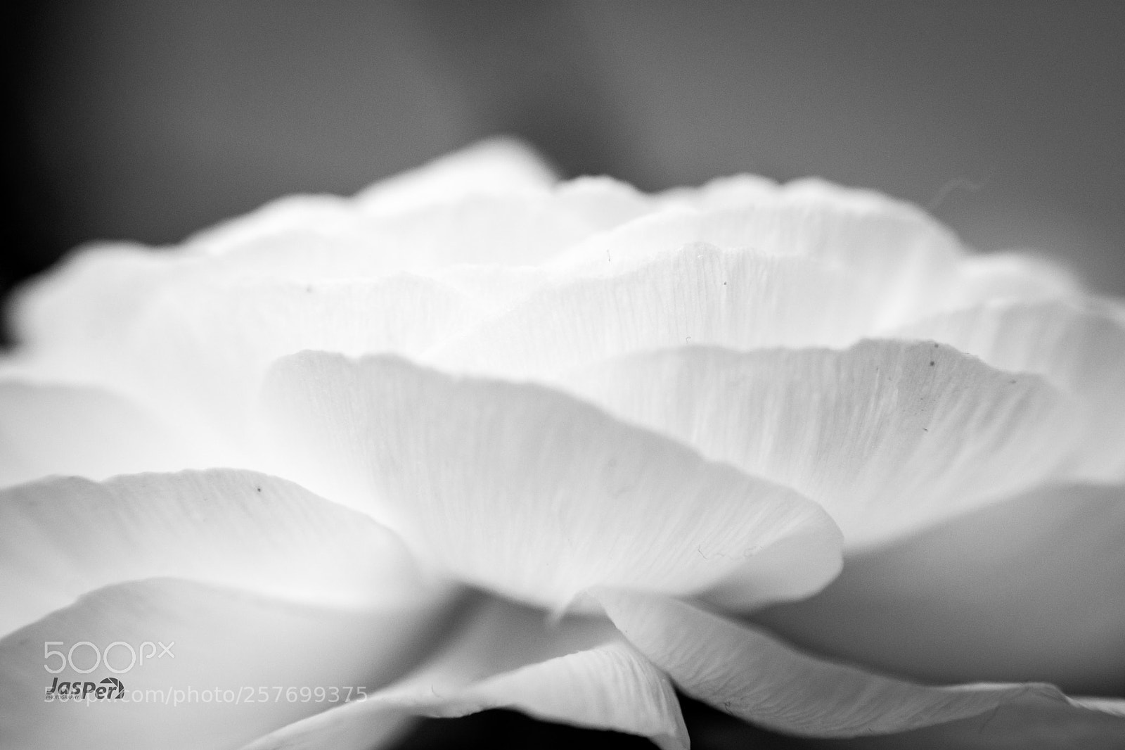 Nikon D7200 sample photo. Petals photography