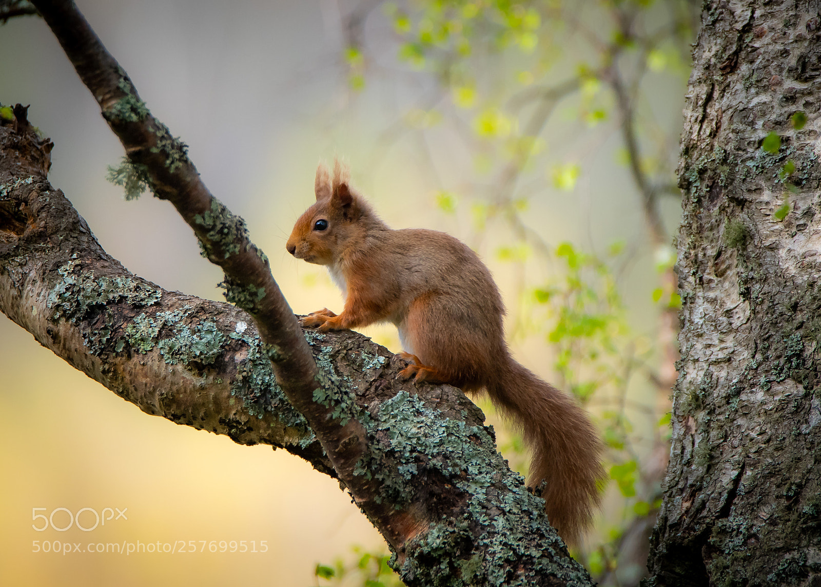 Nikon D750 sample photo. Very young squirrel. photography