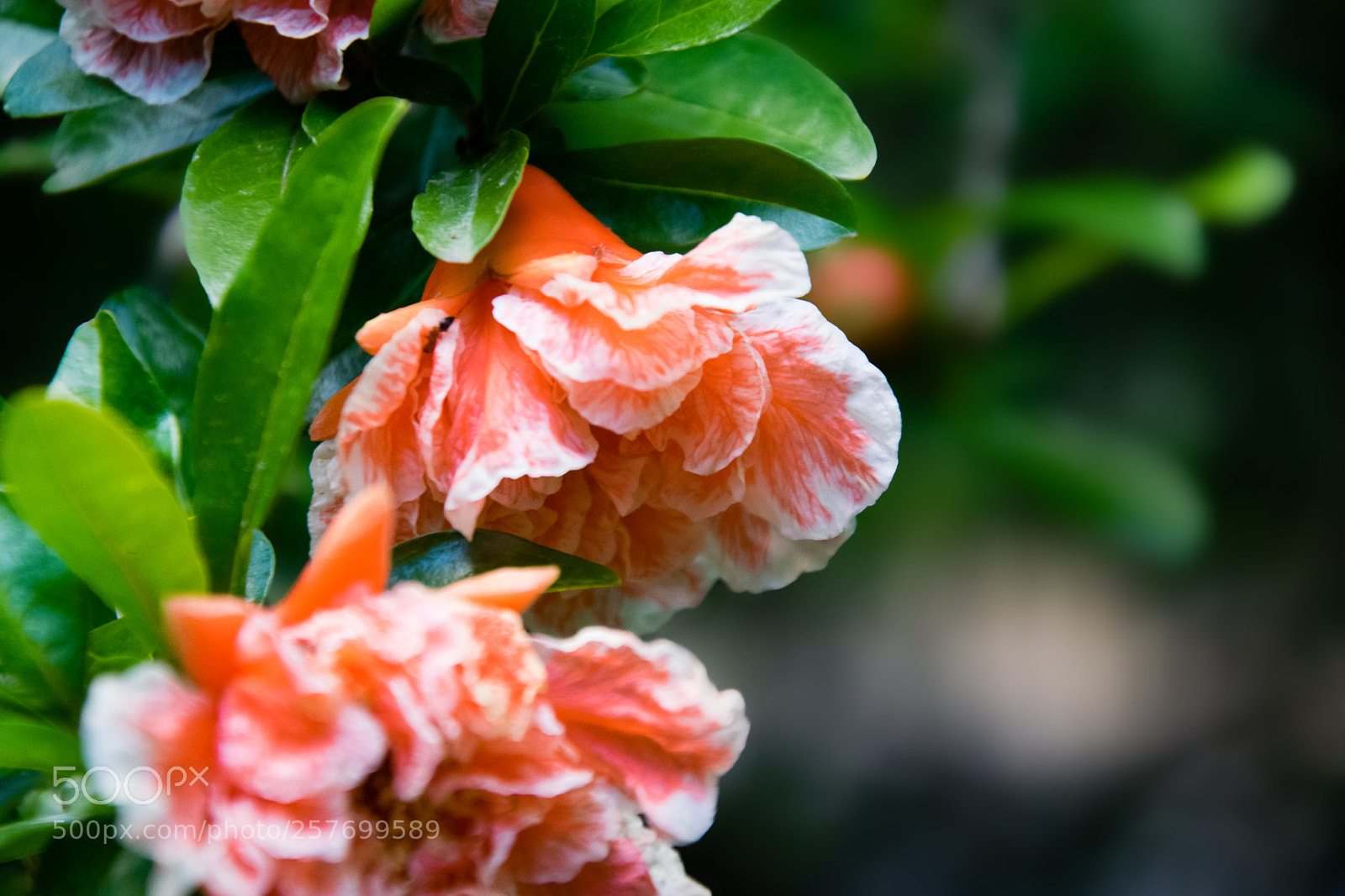 Nikon D5300 sample photo. Flower photography