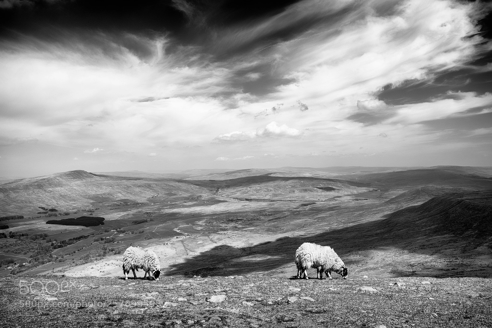 Fujifilm X-T1 sample photo. Ingleborough sheep photography