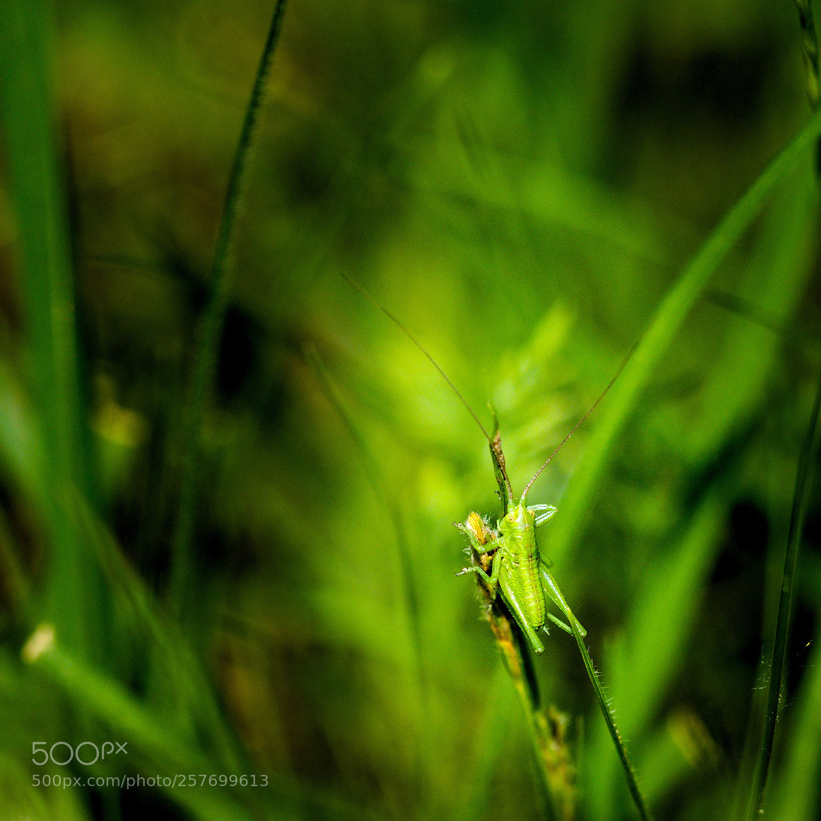 Olympus OM-D E-M1 sample photo. Heupferd photography