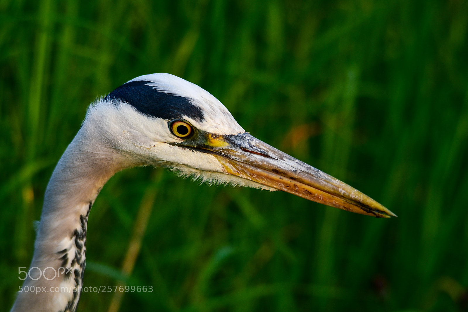 Nikon D7500 sample photo. Grey heron's portrait photography