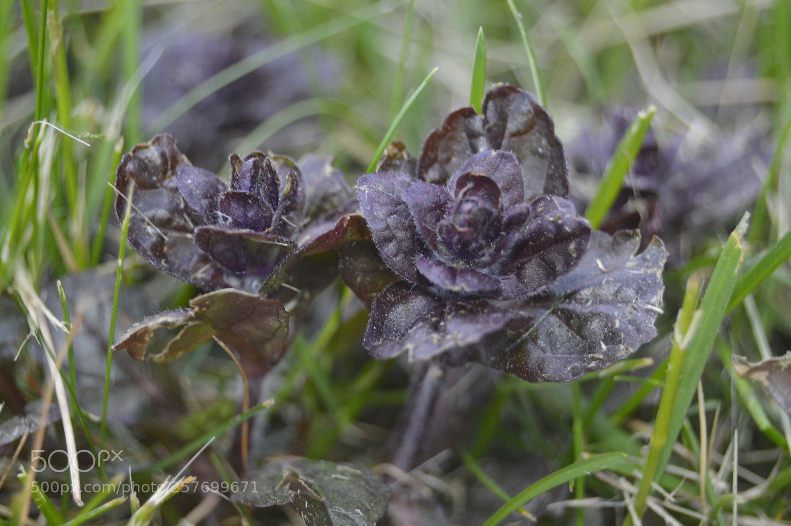 Nikon D3200 sample photo. Dansk natur photography