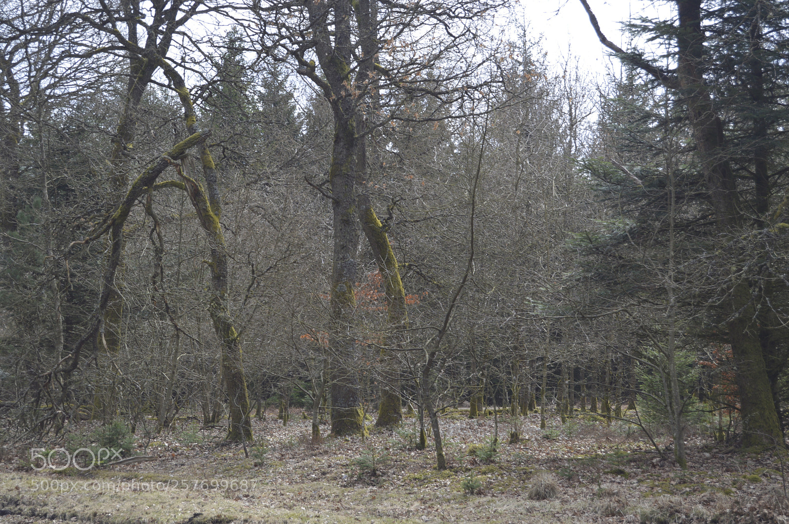 Nikon D3200 sample photo. Dansk natur photography