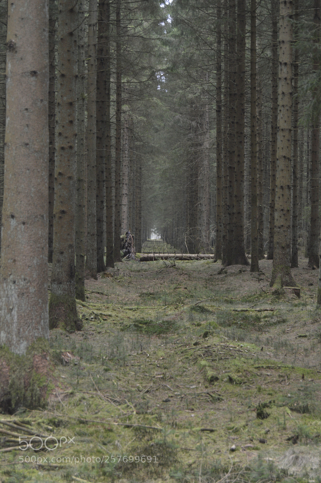 Nikon D3200 sample photo. Dansk natur photography