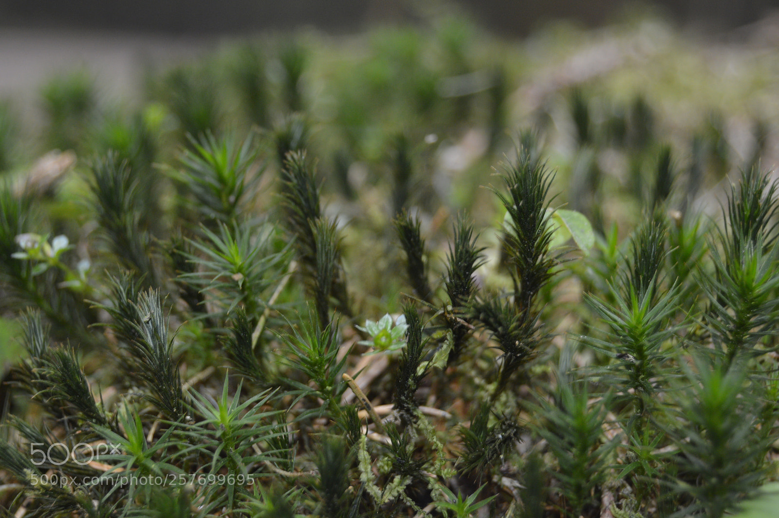 Nikon D3200 sample photo. Dansk natur photography