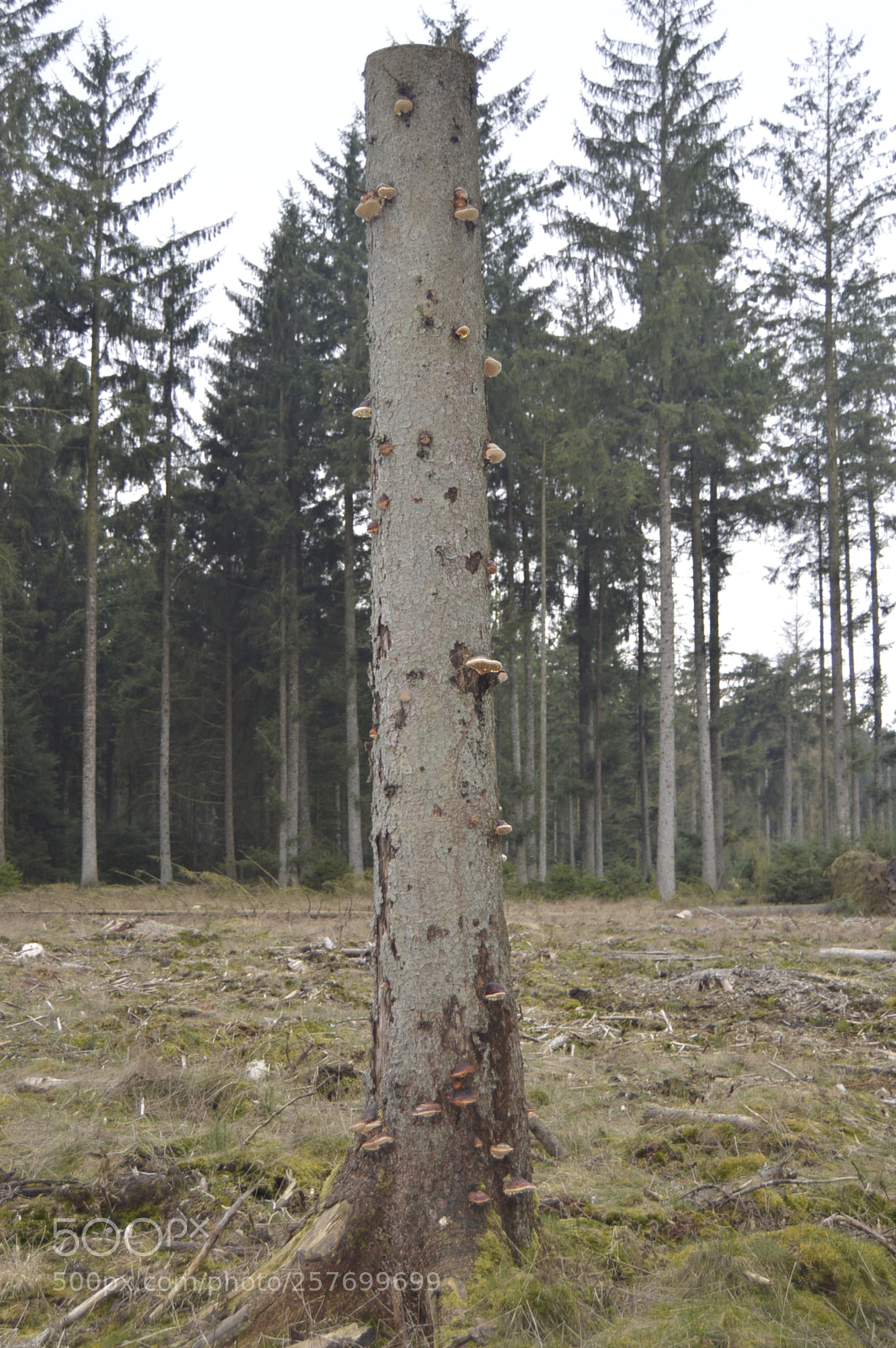 Nikon D3200 sample photo. Dansk natur photography