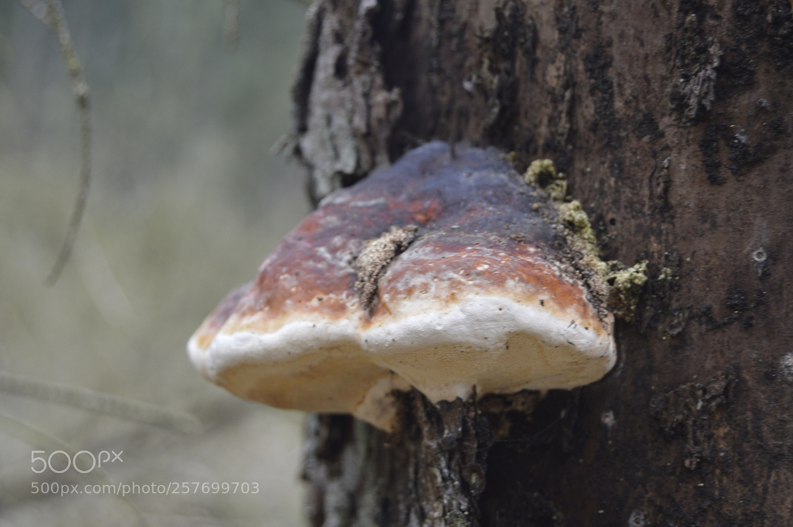 Nikon D3200 sample photo. Dansk natur photography