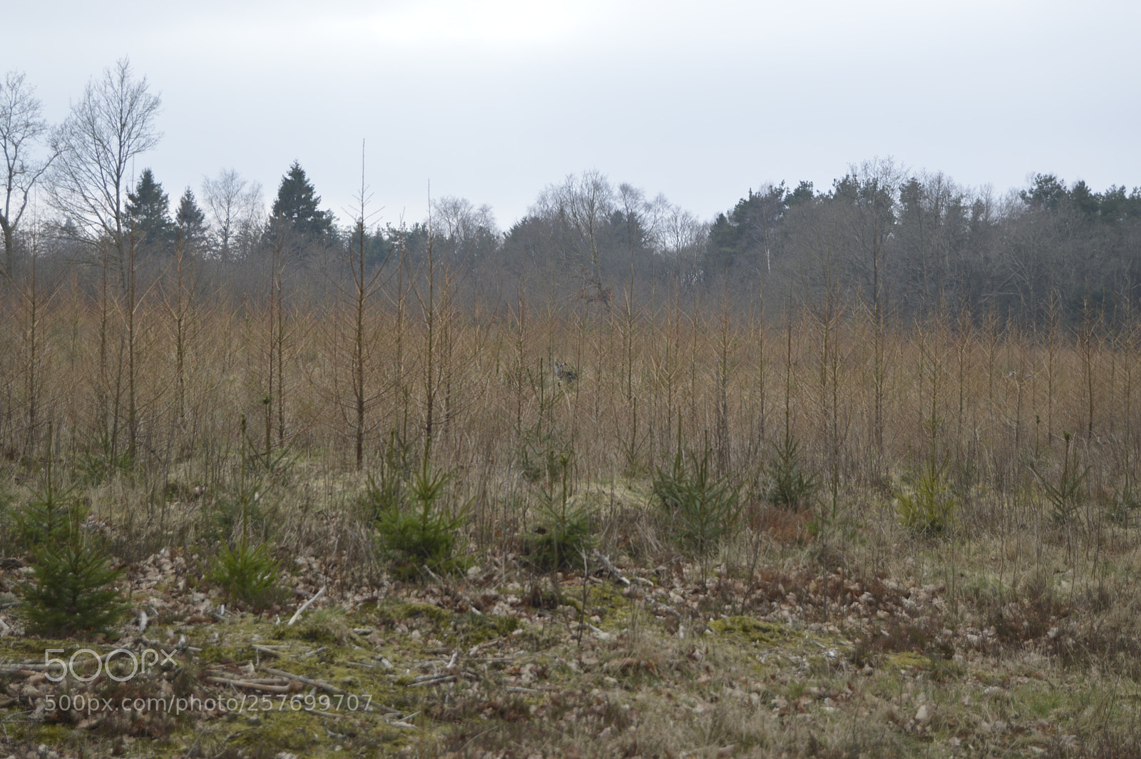 Nikon D3200 sample photo. Dansk natur photography