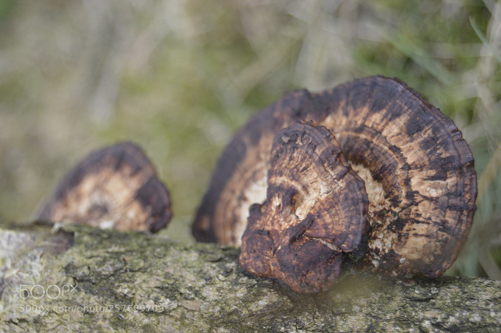 Nikon D3200 sample photo. Dansk natur photography