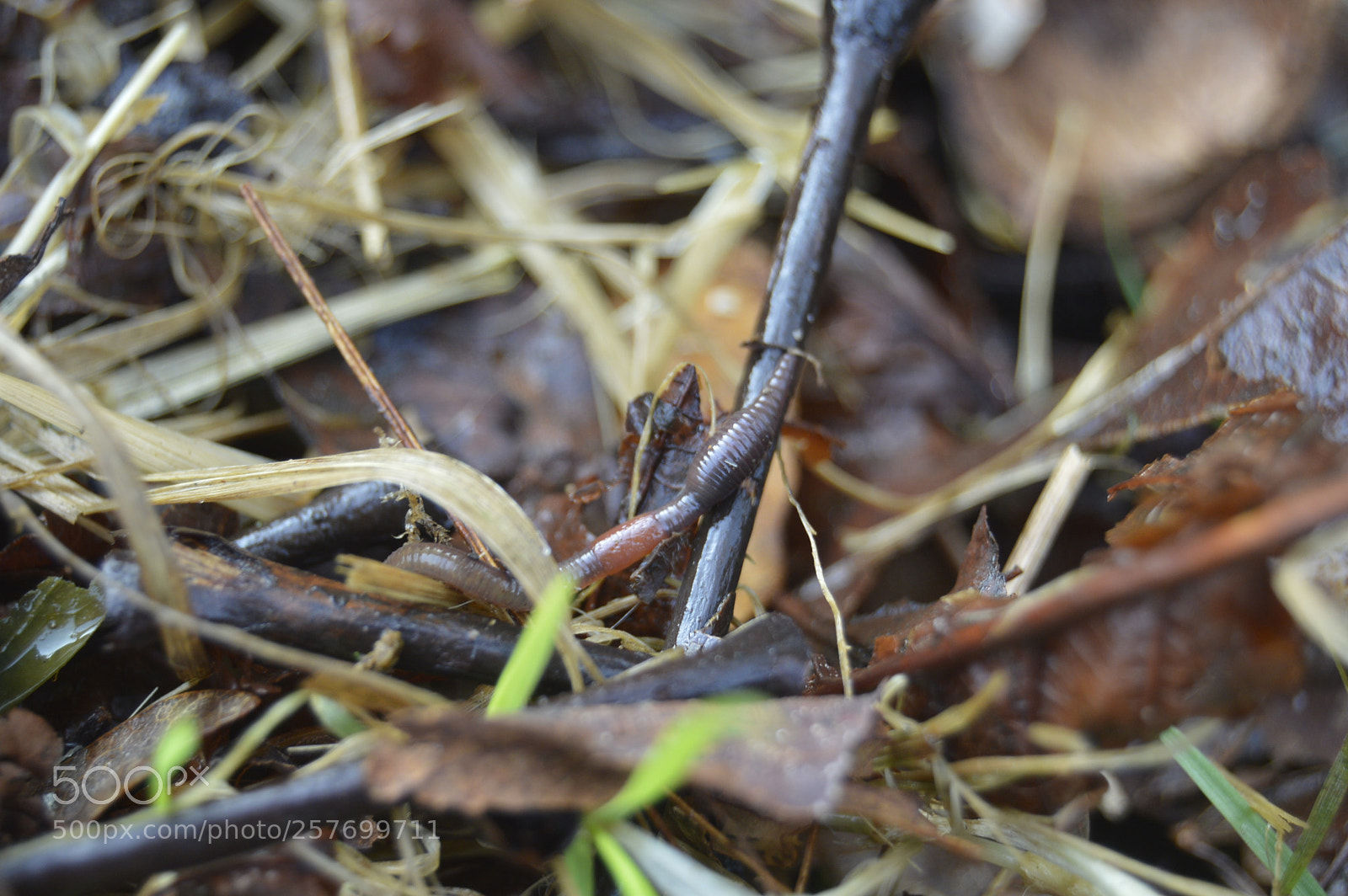 Nikon D3200 sample photo. Dansk natur photography