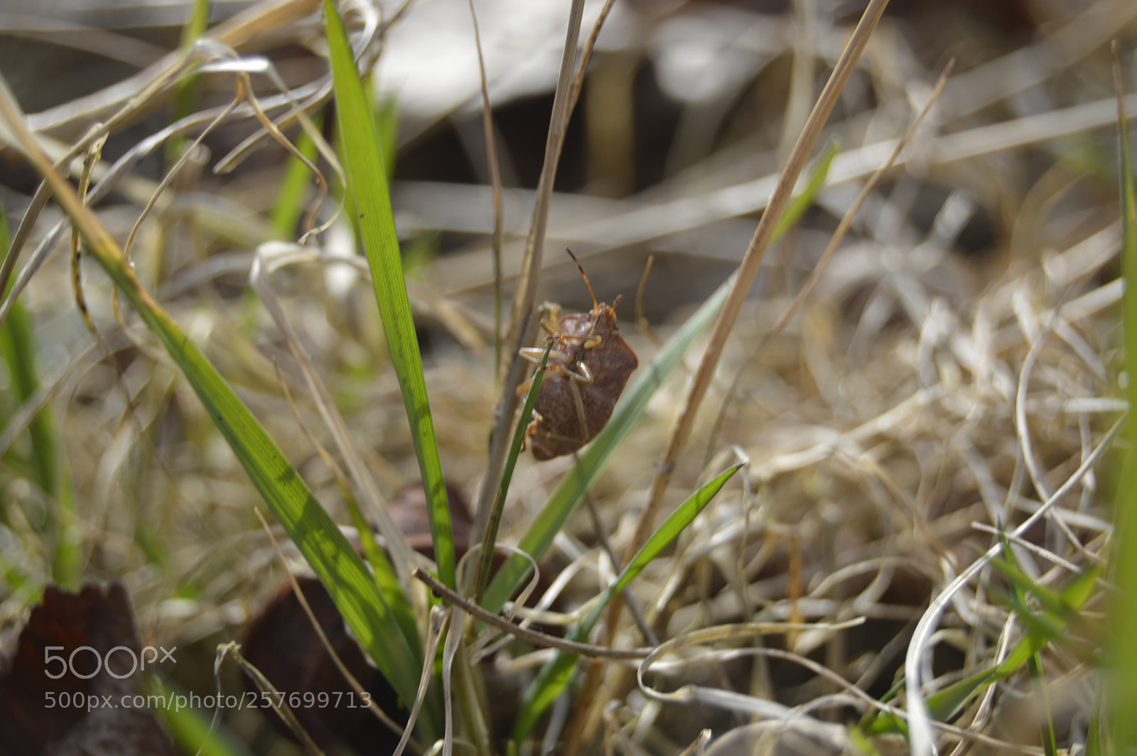 Nikon D3200 sample photo. Dansk natur photography