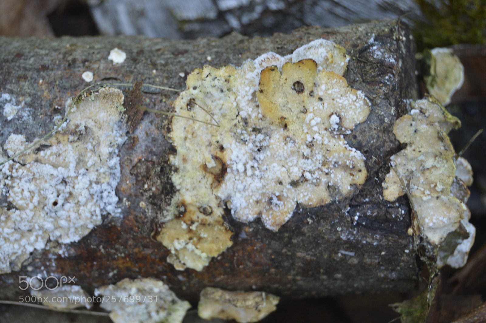 Nikon D3200 sample photo. Dansk natur photography