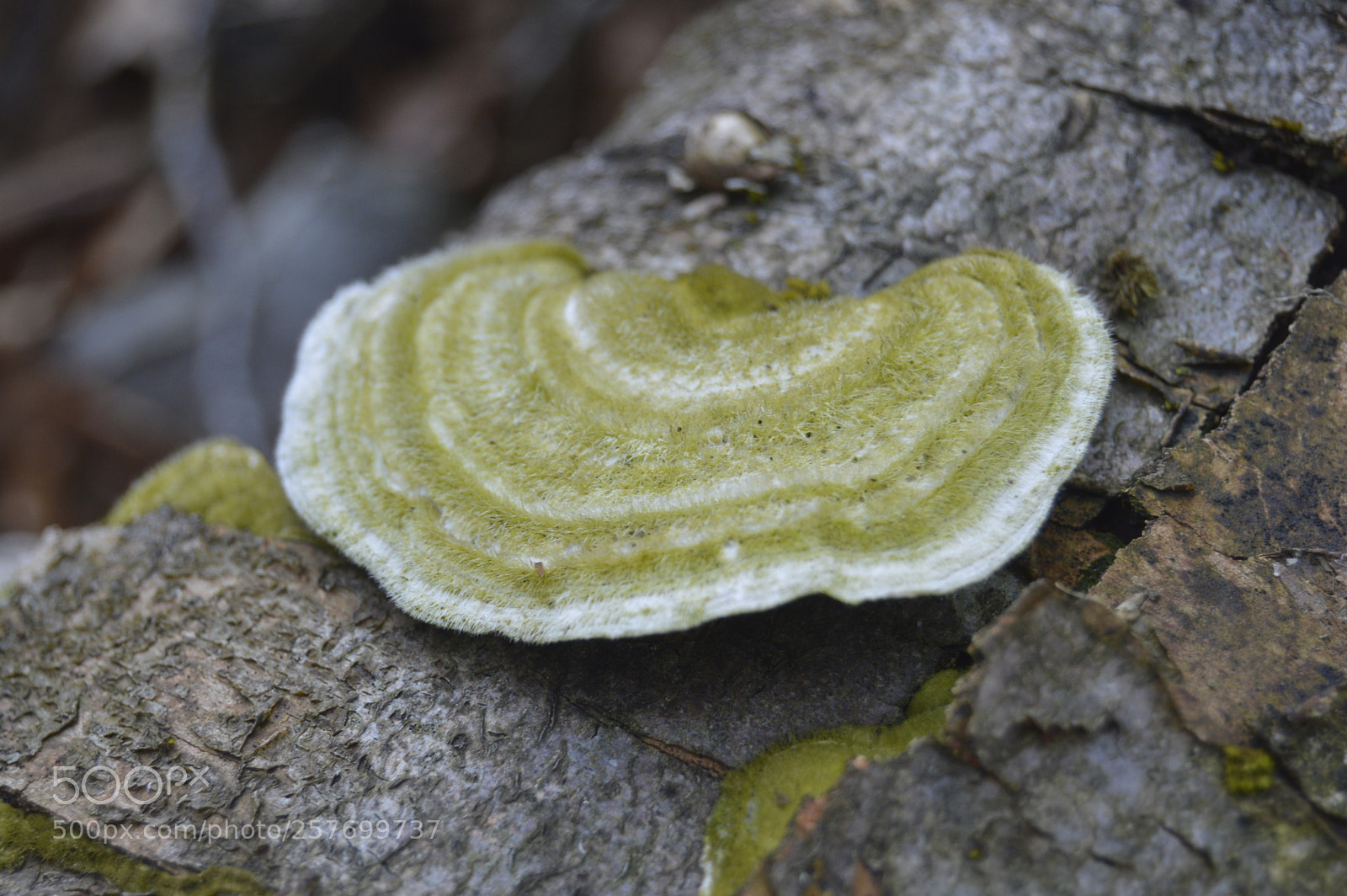 Nikon D3200 sample photo. Dansk natur photography