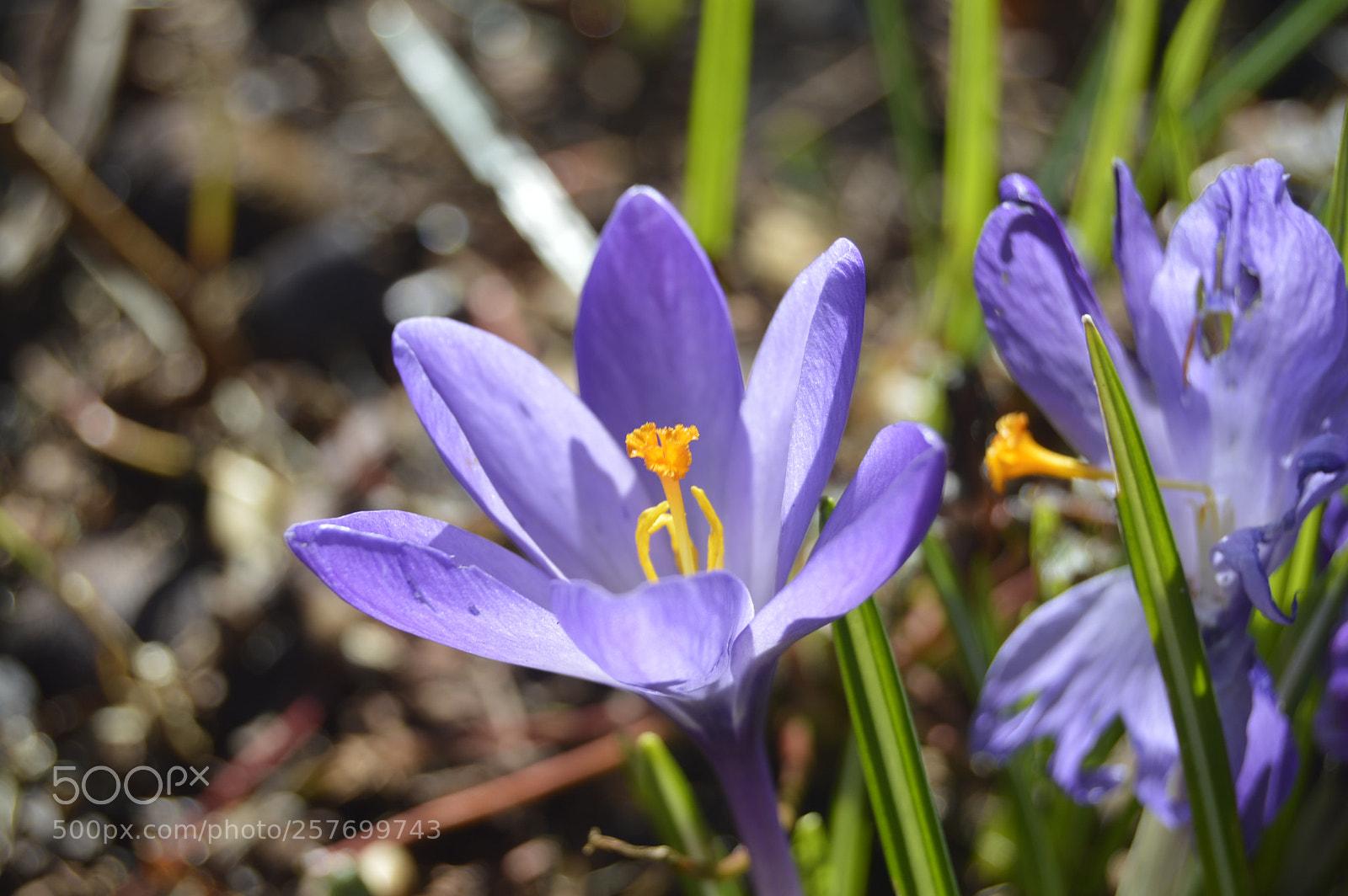 Nikon D3200 sample photo. Dansk natur photography
