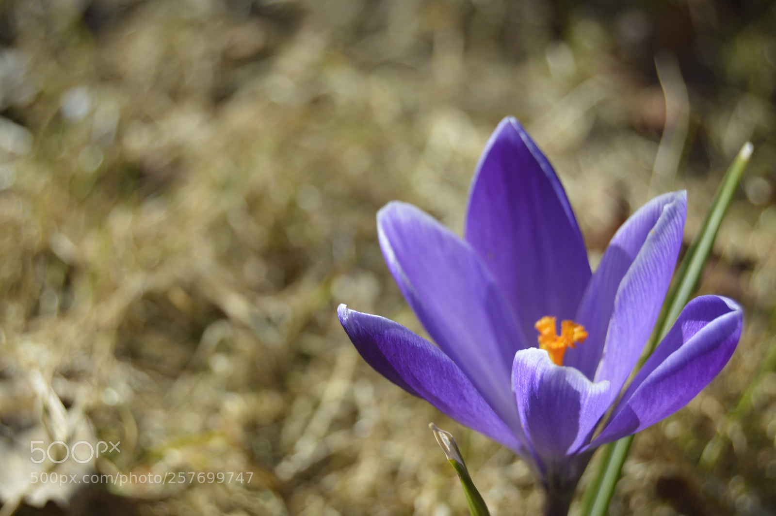Nikon D3200 sample photo. Dansk natur photography