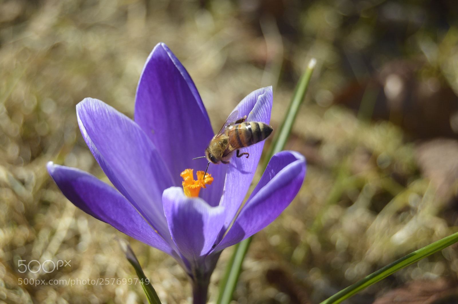 Nikon D3200 sample photo. Dansk natur photography