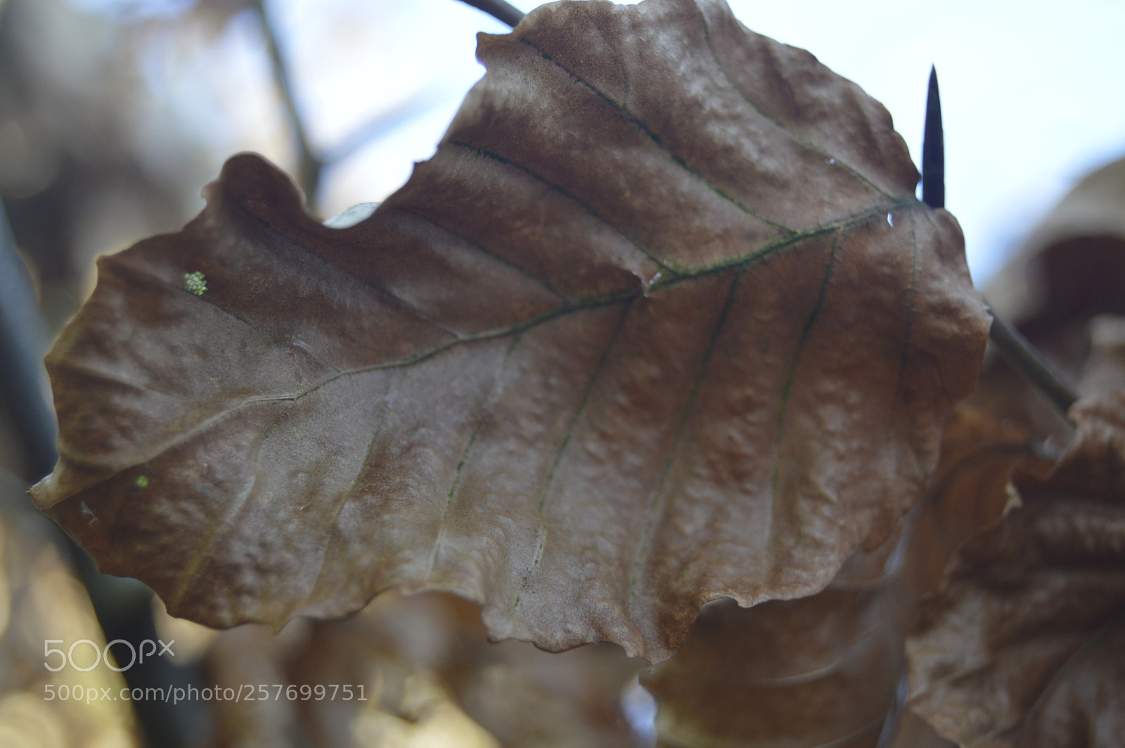 Nikon D3200 sample photo. Dansk natur photography