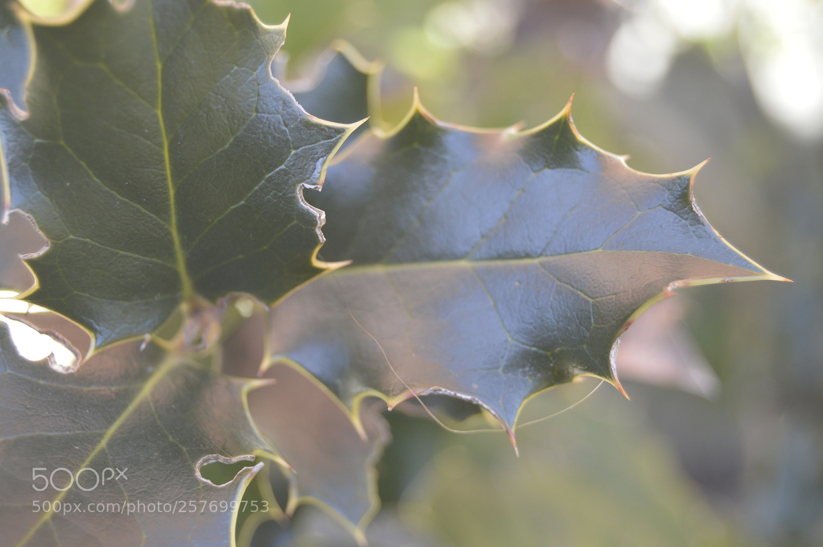 Nikon D3200 sample photo. Dansk natur photography