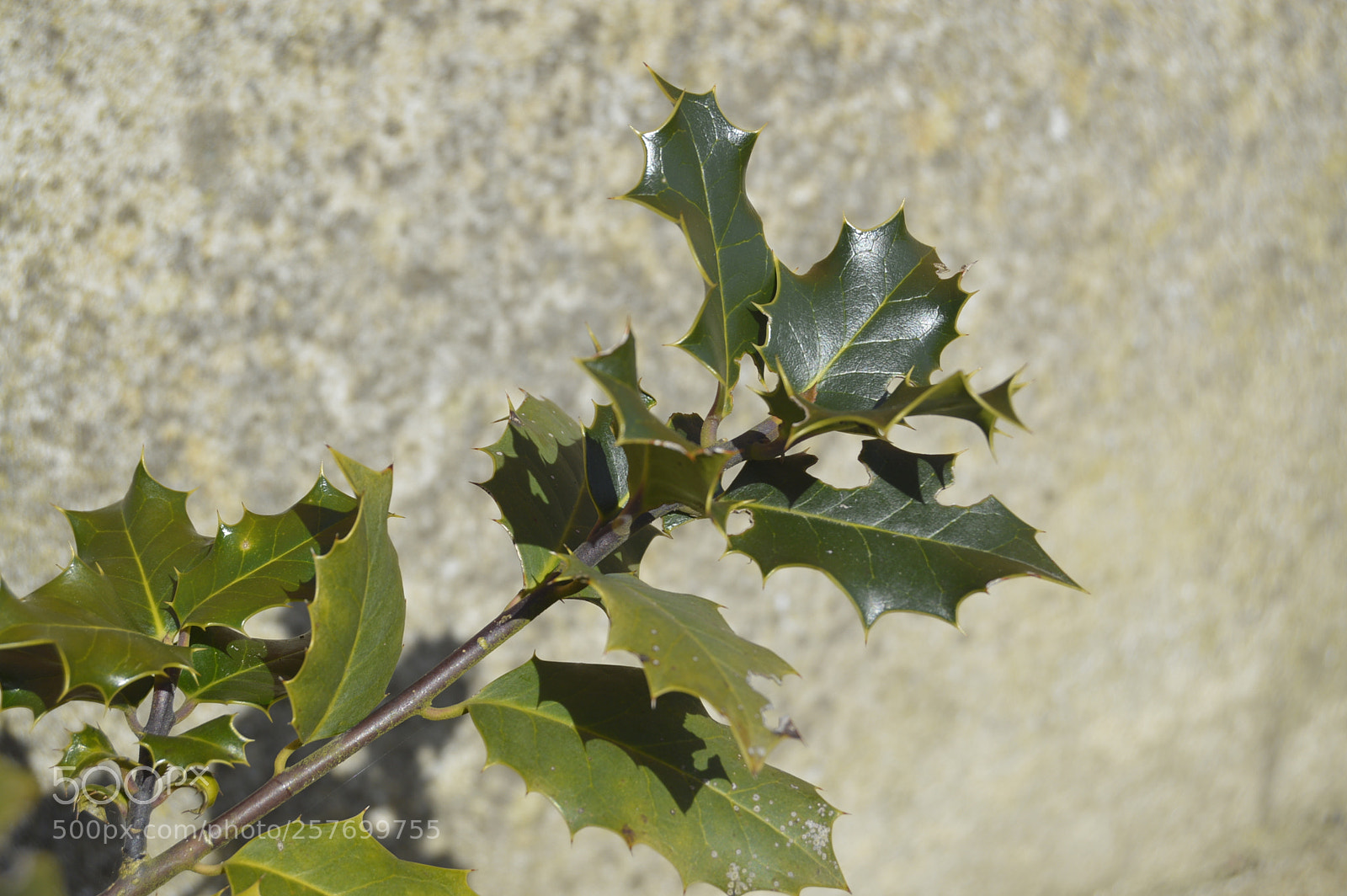 Nikon D3200 sample photo. Dansk natur photography
