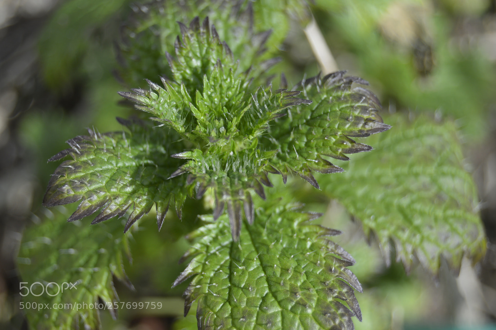 Nikon D3200 sample photo. Dansk natur photography