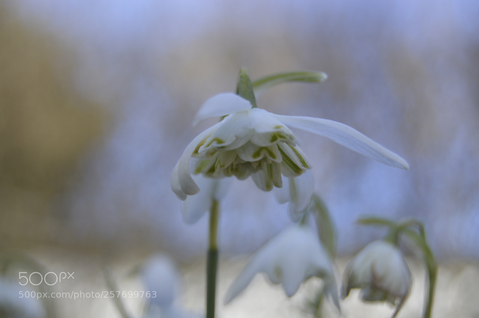 Nikon D3200 sample photo. Dansk natur photography