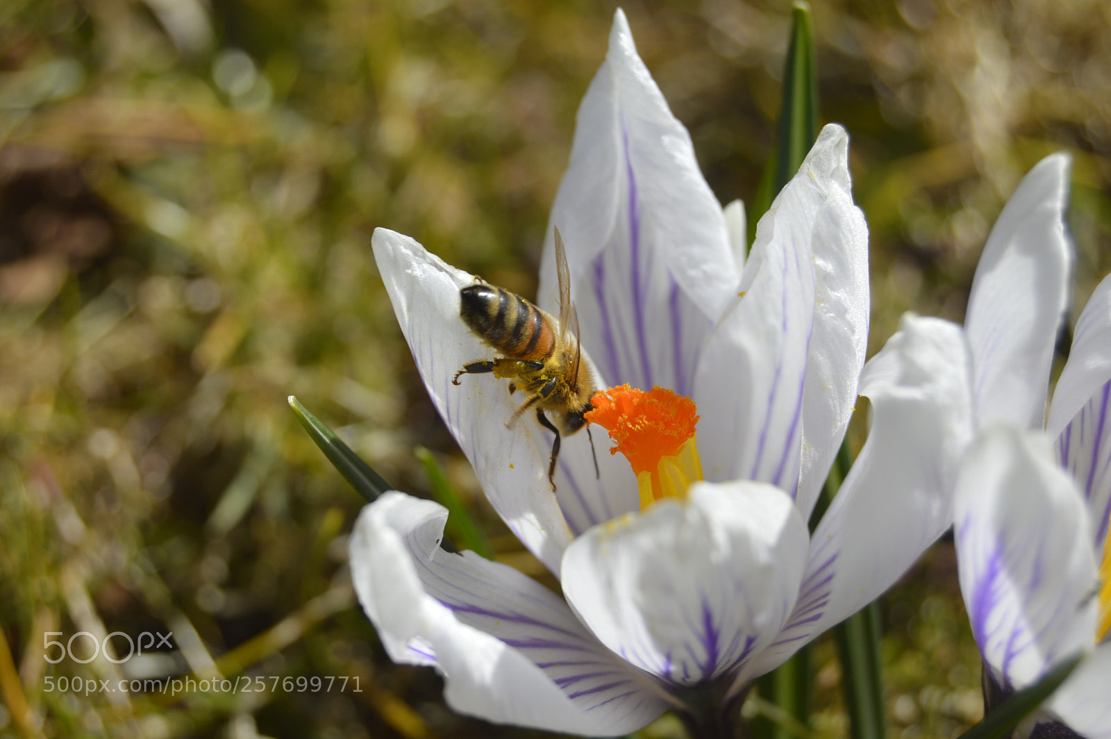 Nikon D3200 sample photo. Dansk natur photography