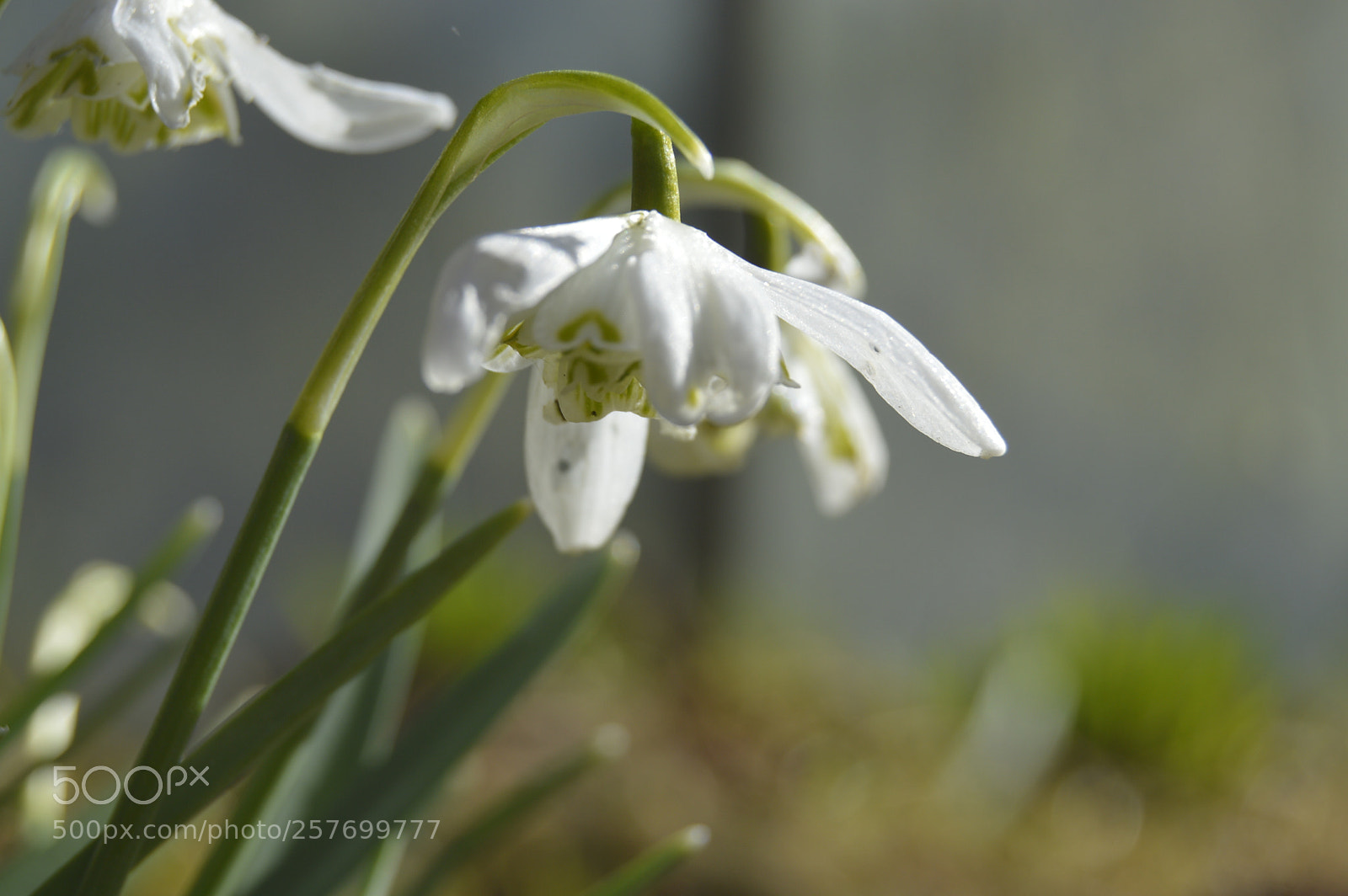 Nikon D3200 sample photo. Dansk natur photography