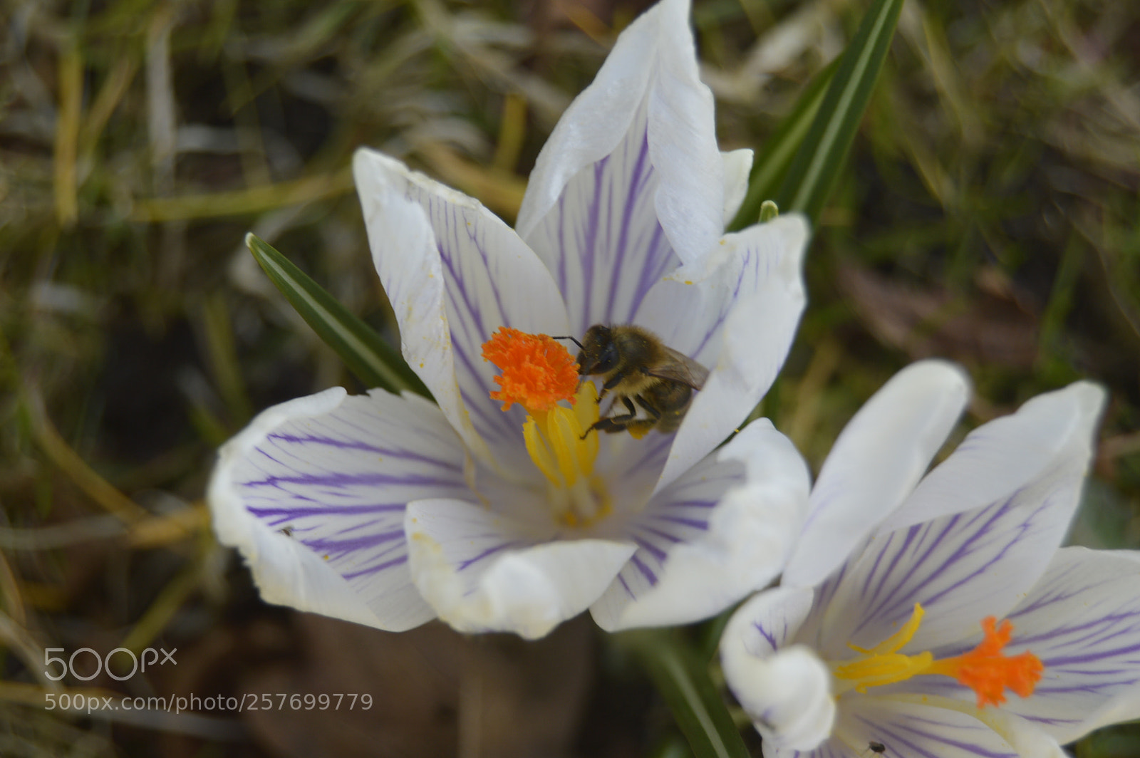 Nikon D3200 sample photo. Dansk natur photography