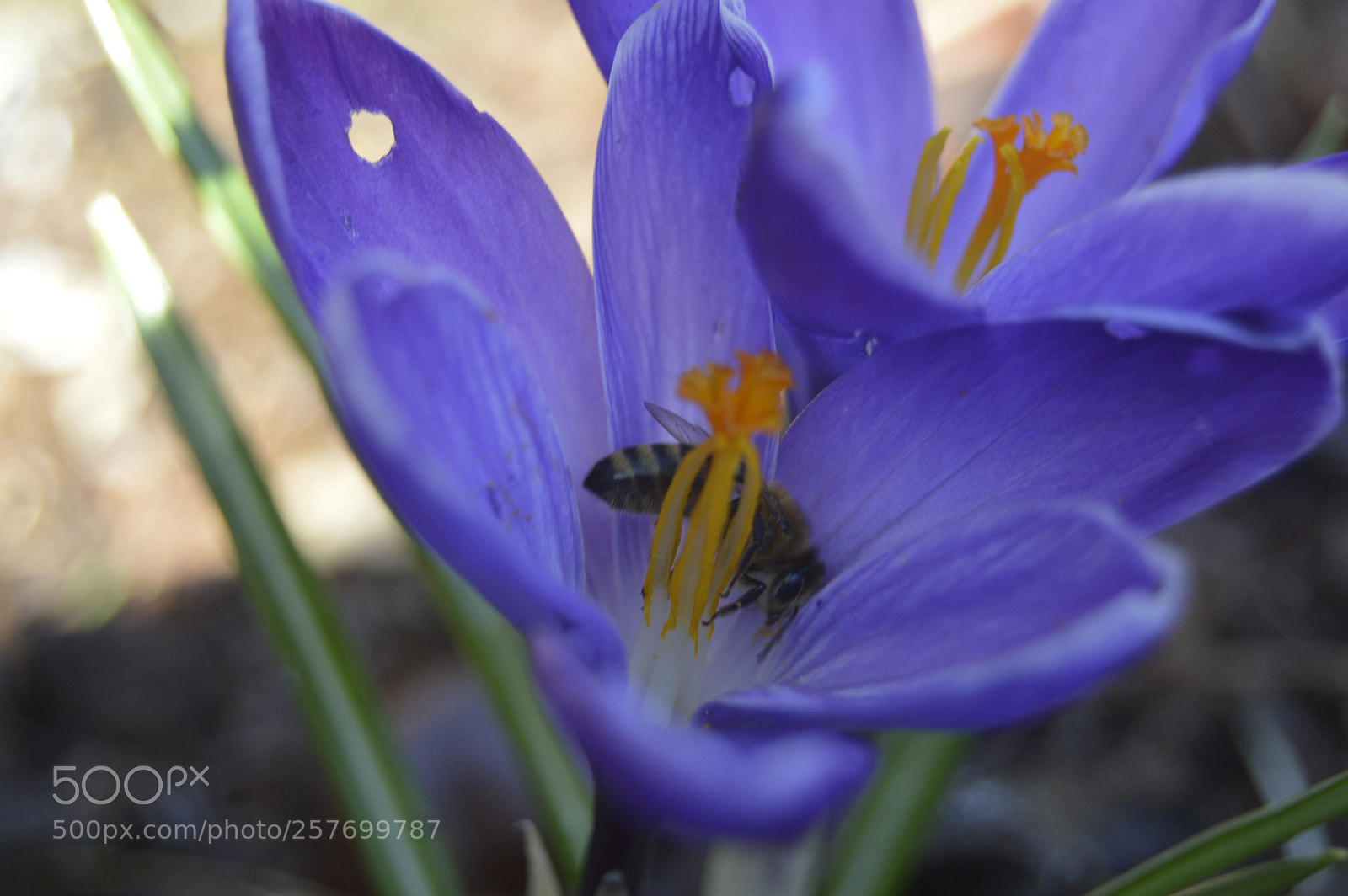 Nikon D3200 sample photo. Dansk natur photography