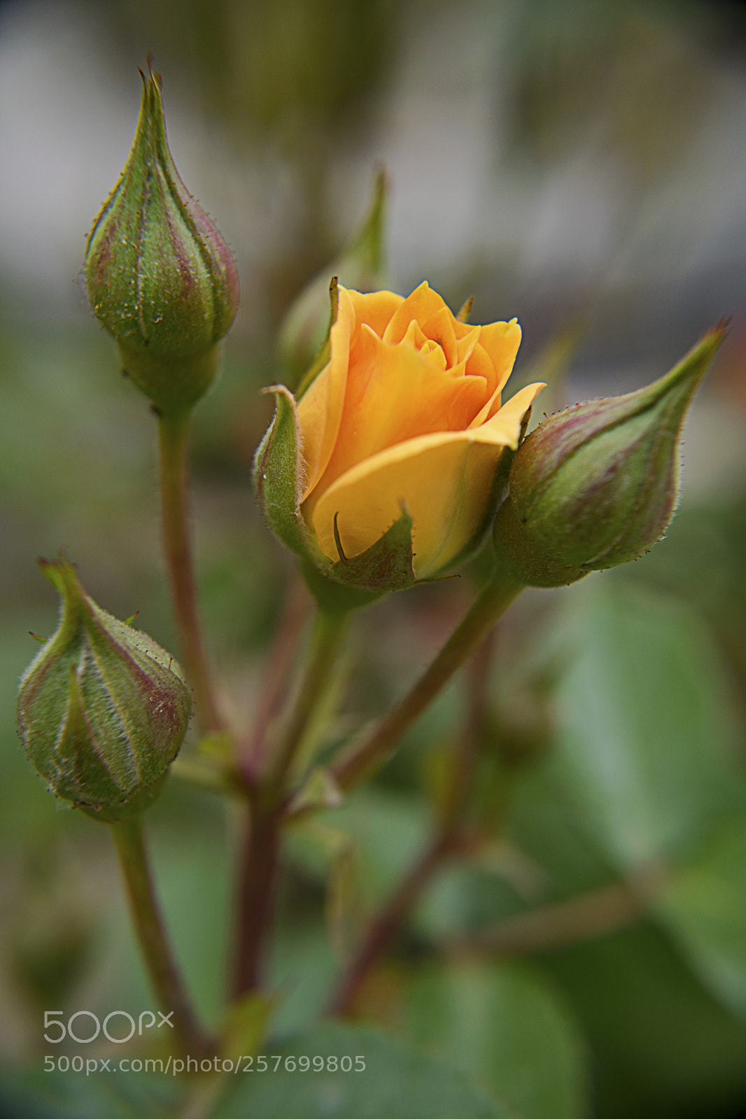 Nikon D3300 sample photo. Yellow rose photography