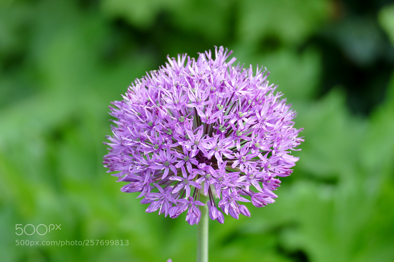 Panasonic Lumix DMC-FZ1000 sample photo. Allium photography