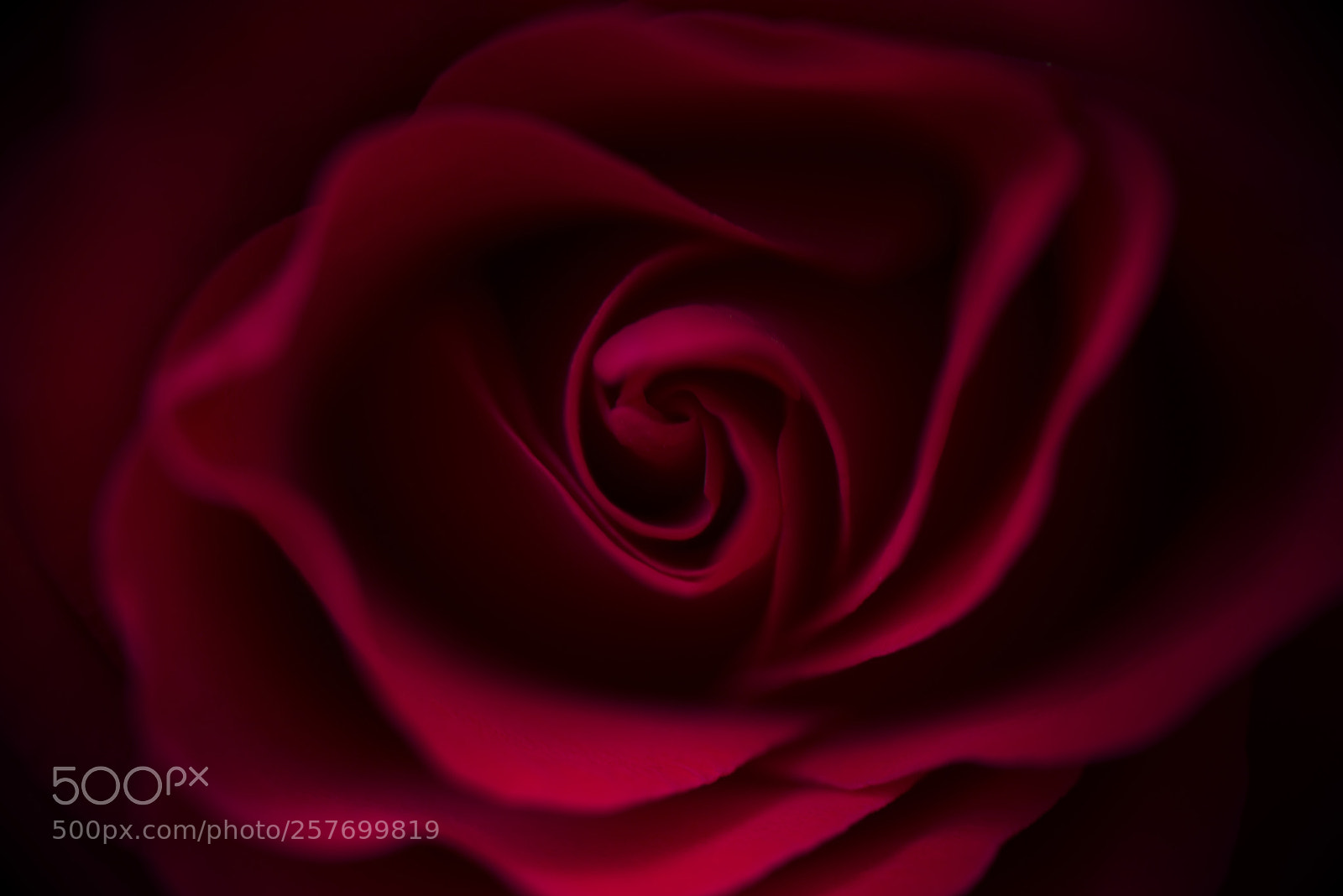 Nikon D800 sample photo. Rose close up photography