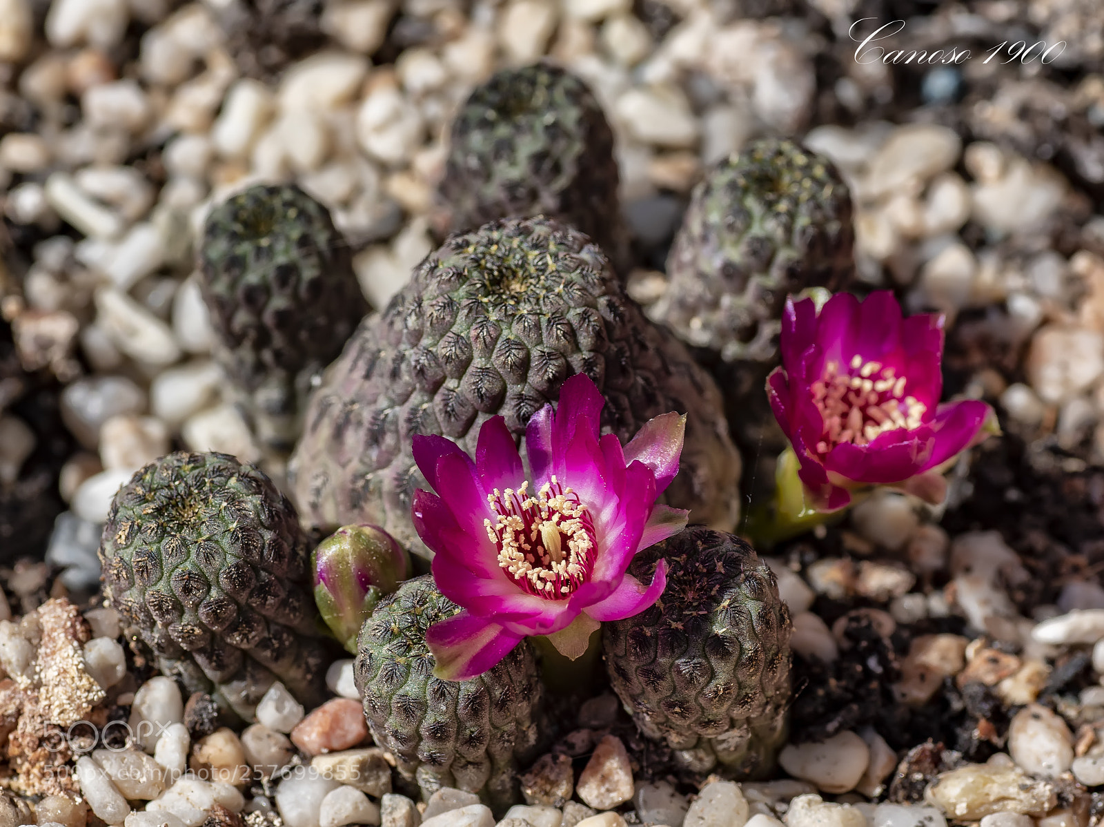 Nikon D810 sample photo. Flor photography