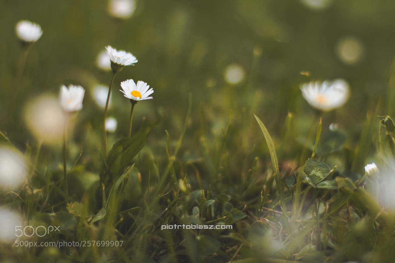 Canon EOS 7D sample photo. Flora photography
