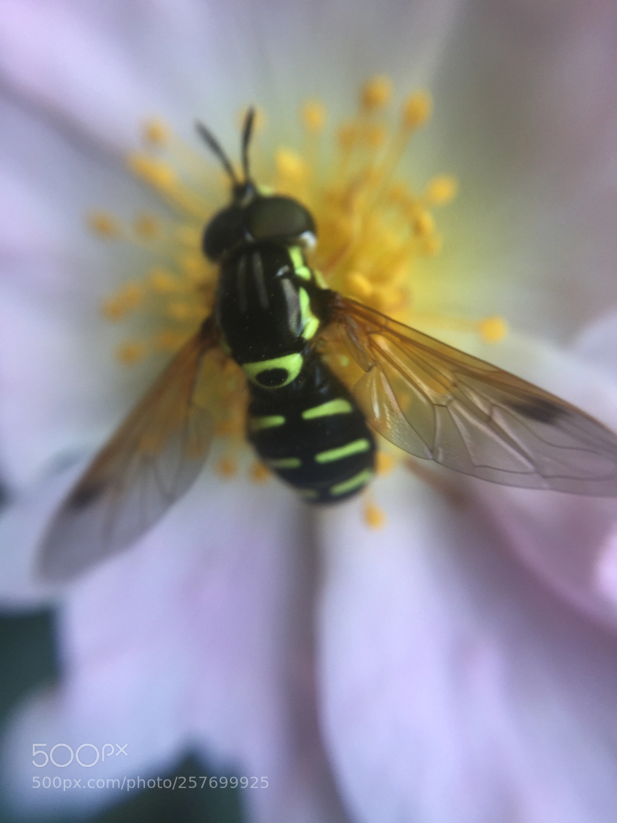 Apple iPhone 6 sample photo. Untitled photography
