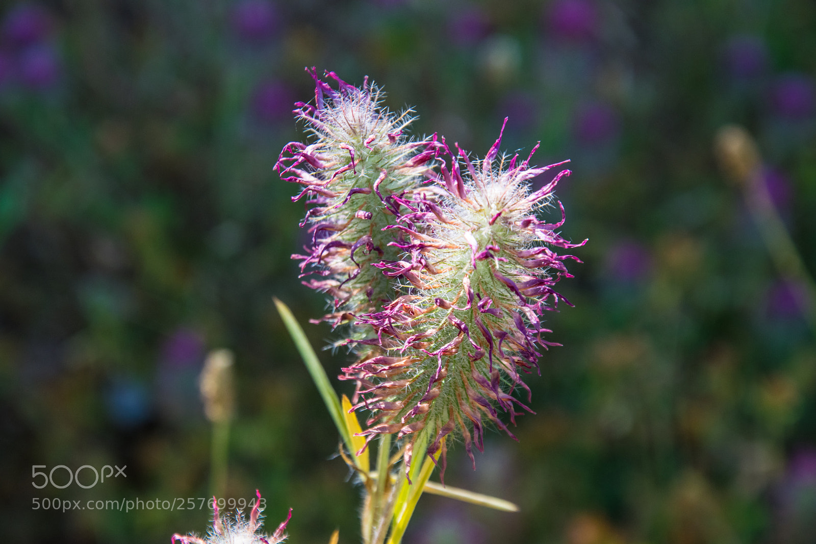 Nikon D5300 sample photo. Wild flower photography