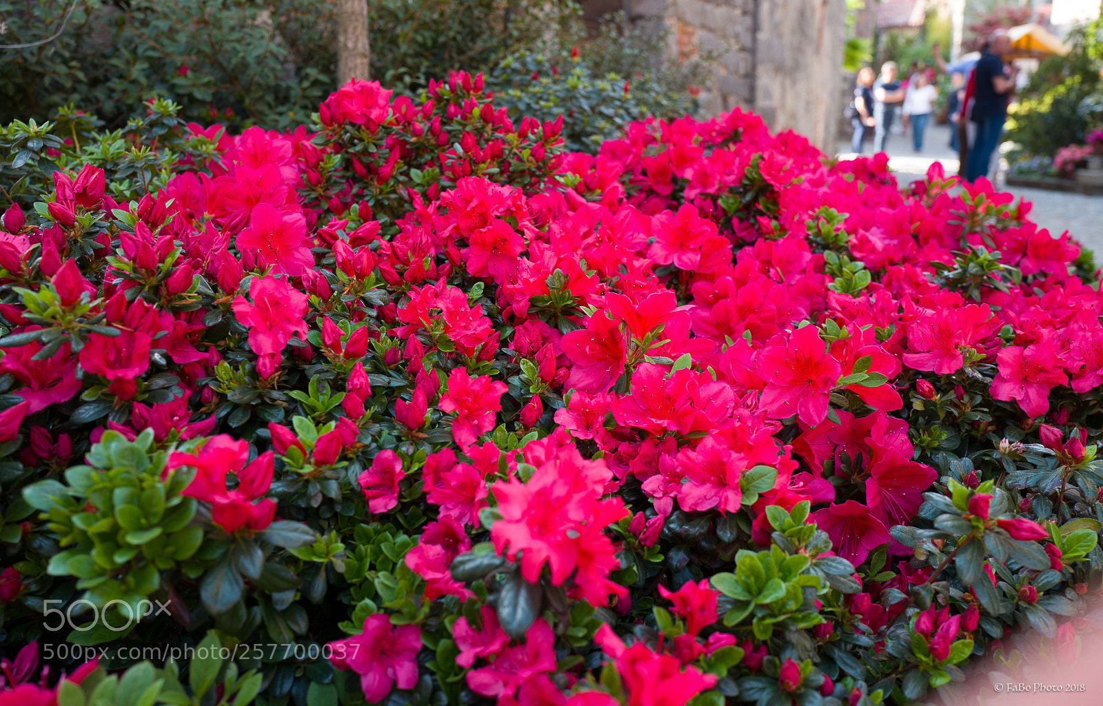 Leica Q (Typ 116) sample photo. Candelo in fiore photography