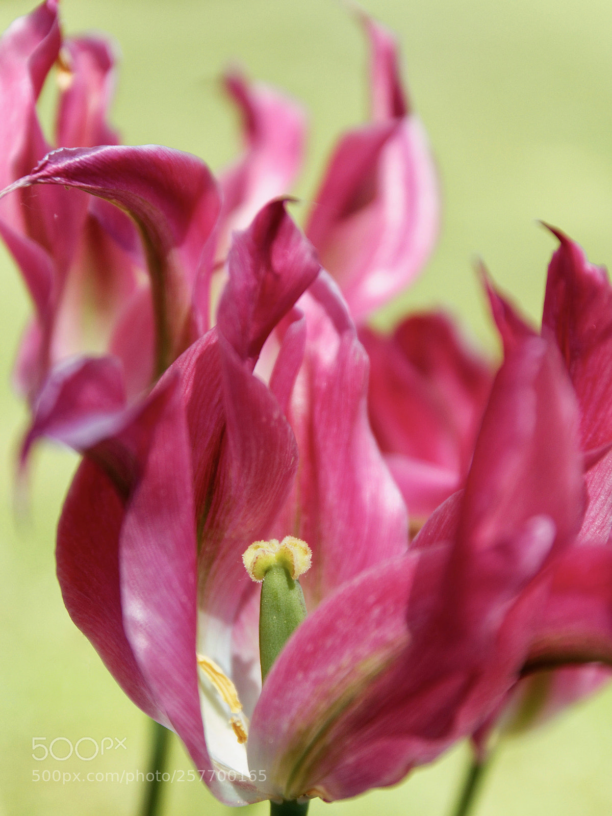 Canon EOS 70D sample photo. Flowers photography