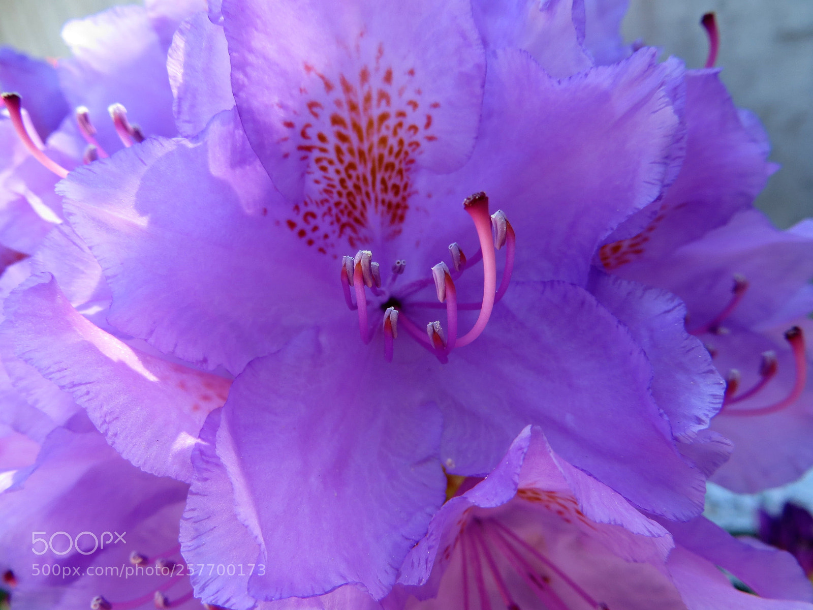 Canon PowerShot SX260 HS sample photo. Mother’s day  photography