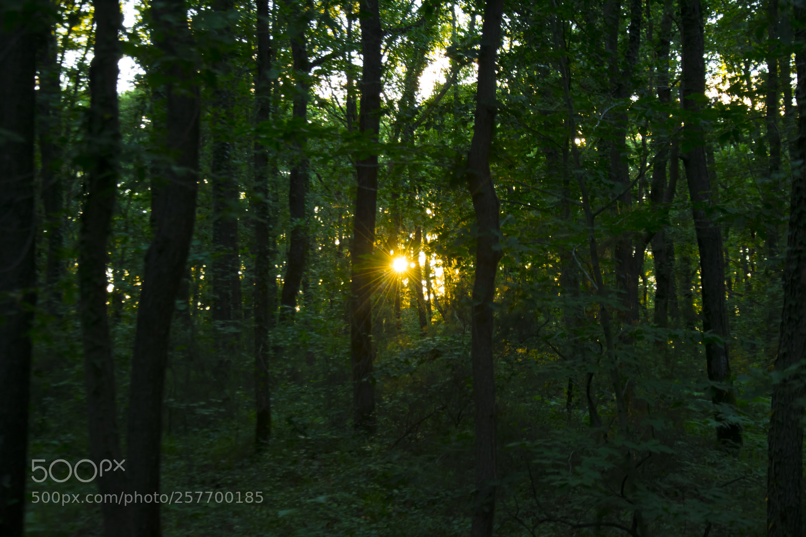 Nikon D5300 sample photo. Sun shine photography