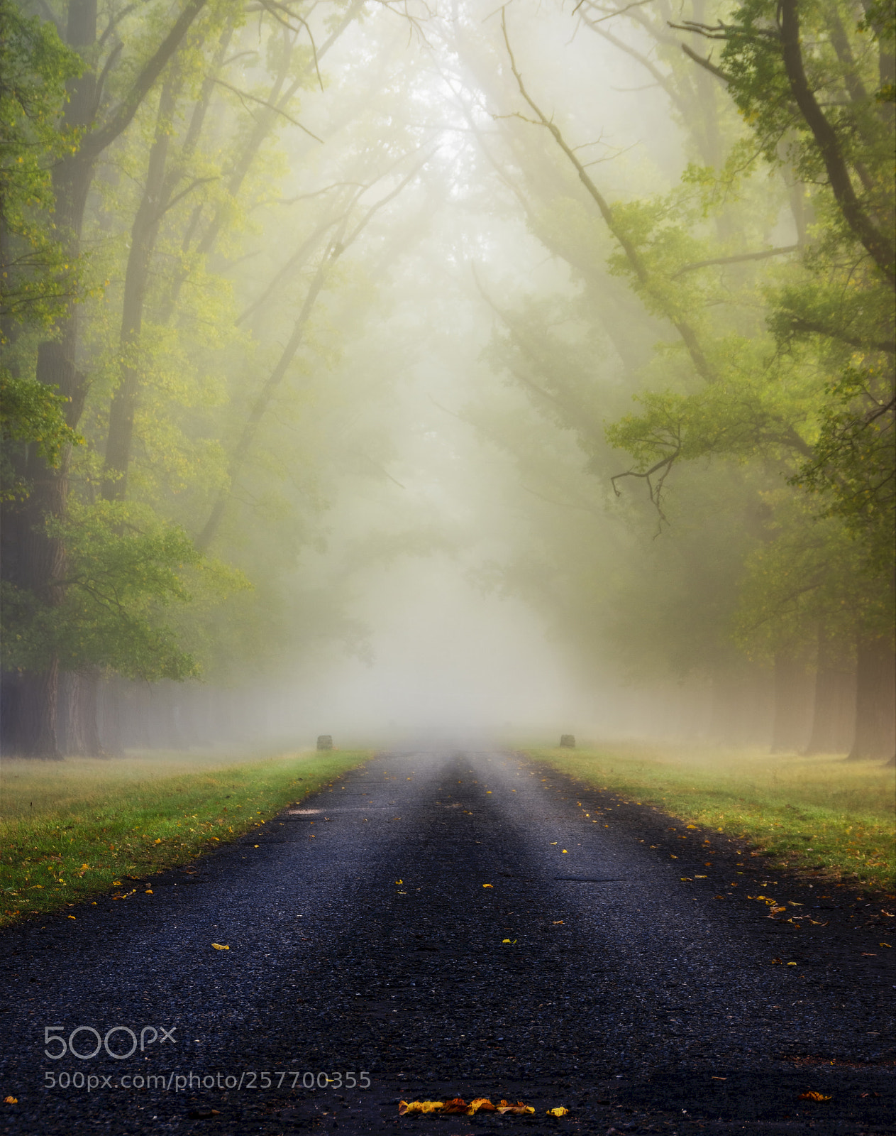 Nikon D7200 sample photo. Autumn avenue photography