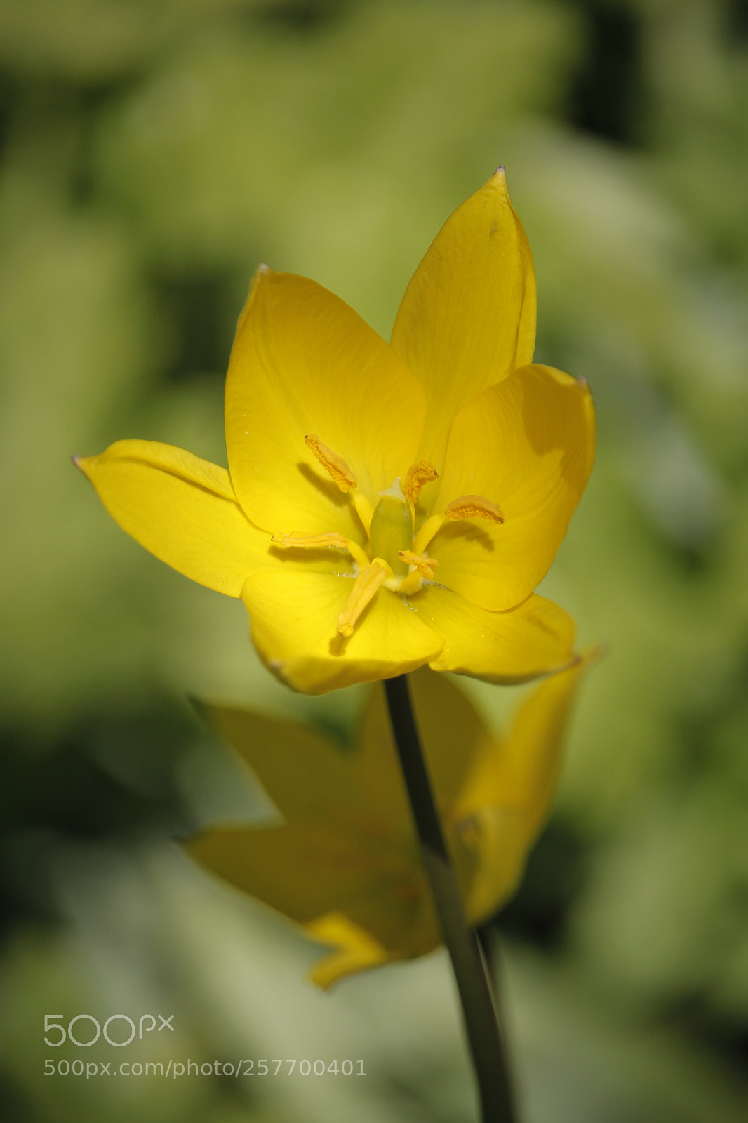 Canon EOS 500D (EOS Rebel T1i / EOS Kiss X3) sample photo. Yellow photography