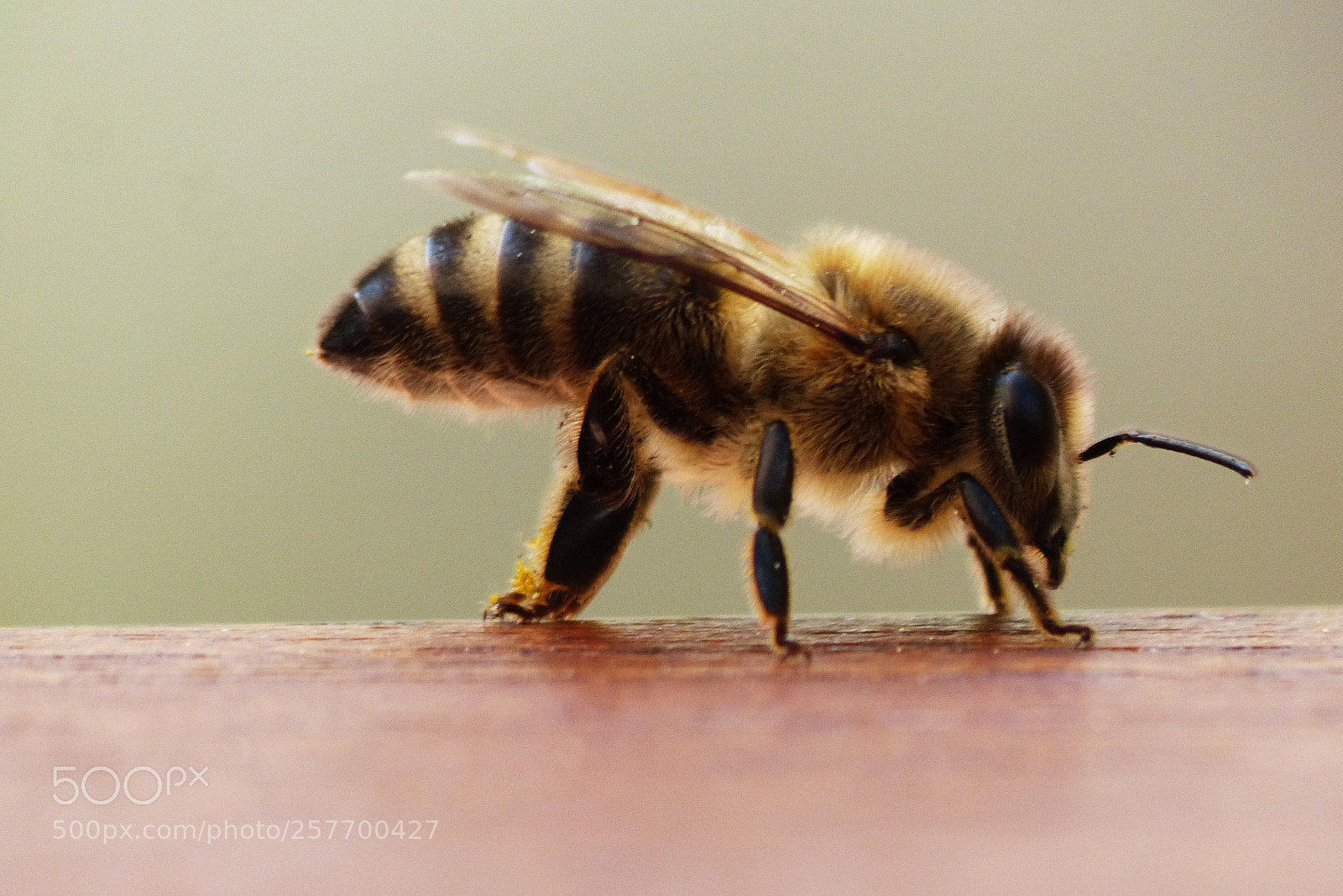 Panasonic Lumix DMC-FZ200 sample photo. Honeybee photography