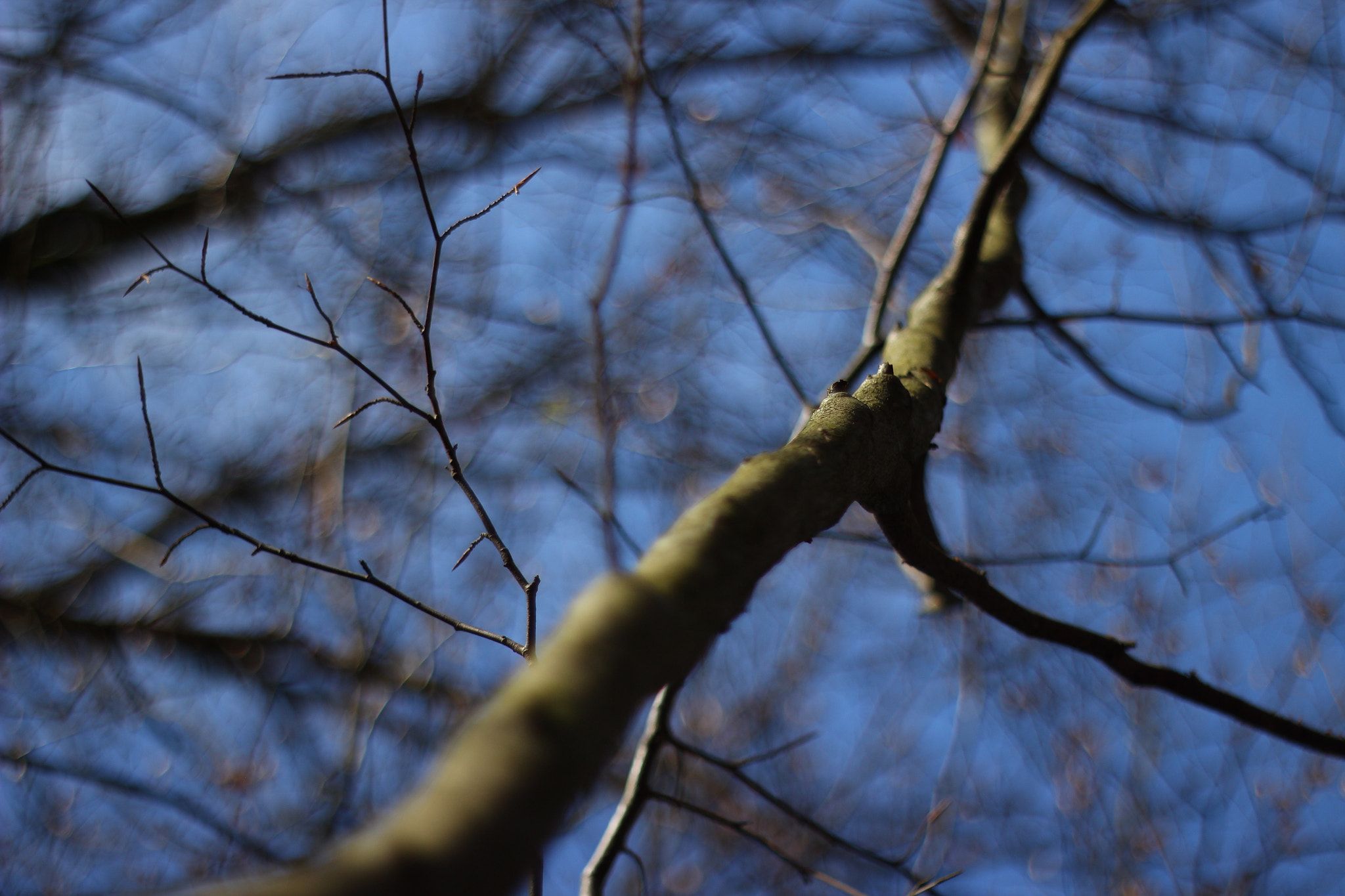 Canon EF 35-80mm f/4-5.6 sample photo. Branches in sart-tilman photography